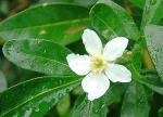 Orangenblume - Choisya ternata