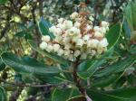 : - Comarostaphylis arbutoides