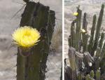 : - Corryocactus brevistylus