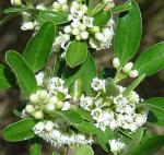 : - Discaria chacaye