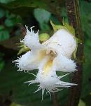 : - Drymonia lanceolata