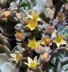 : - Echeveria multicaulis
