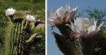 : - Echinopsis terscheckii