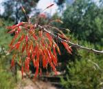 : - Fouquieria macdougalii