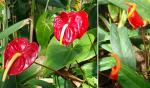 Kleine Flamingoblume - Anthurium scherzerianum