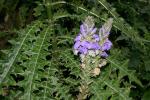 : - Acanthus eminens