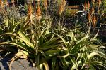 Vanbalens-Aloe - Aloe vanbalenii