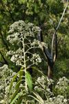 : - Astrotricha floccosa