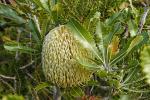 : - Banksia serrata