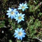 : - Gentiana sedifolia