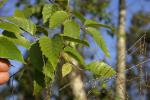 Erlenblättrige Birke - Betula alnoides