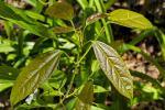 : - Acer oblongum