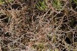 : - Cassytha pubescens