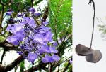 : - Jacaranda caucana