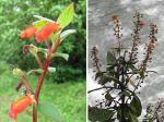 : - Kohleria spicata