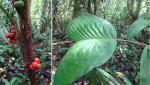 :-Bactris hondurensis