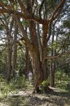Koala-Eukalyptus-Eucalyptus microcorys