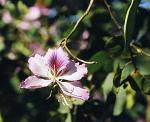: - Bauhinia ungulata