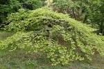 Rotbuche - Fagus sylvatica
