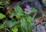 : - Floscopa scandens