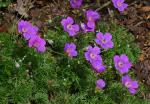: - Geranium incanum