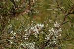 Buschiges Nadelholz - Hakea sericea