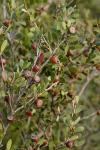 : - Leptospermum laevigatum