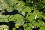 : - Nymphaea caerulea