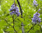Blauglockenbaum - Paulownia tomentosa