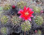 : - Echinopsis maximiliana
