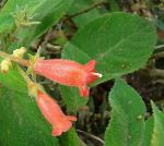 : - Kohleria papillosa