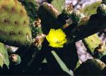 : - Opuntia decumbens