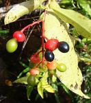 : - Ouratea lucens