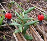 : - Bomarea dulcis