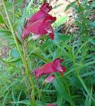 : - Penstemon gentianoides
