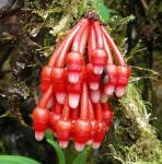 : - Psammisia ulbrichiana