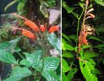 : - Razisea spicata