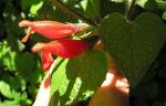 : - Salvia disjuncta