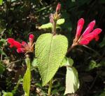 : - Salvia pulchella