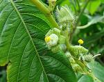 : - Sechium venosum