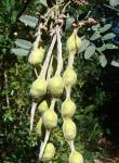 : - Sophora macrocarpa