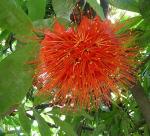 : - Brownea ariza