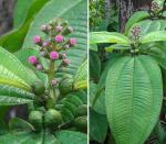 : - Tococa guianensis
