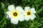 : - Turnera subulata