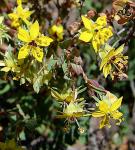 : - Wendtia gracilis