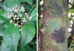: - Zanthoxylum melanostictum