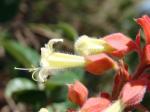 : - Amasonia campestris