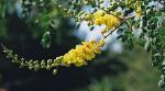 : - Caesalpinia cacalaco