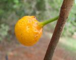: - Brosimum gaudichaudii