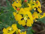 : - Camarea ericoides